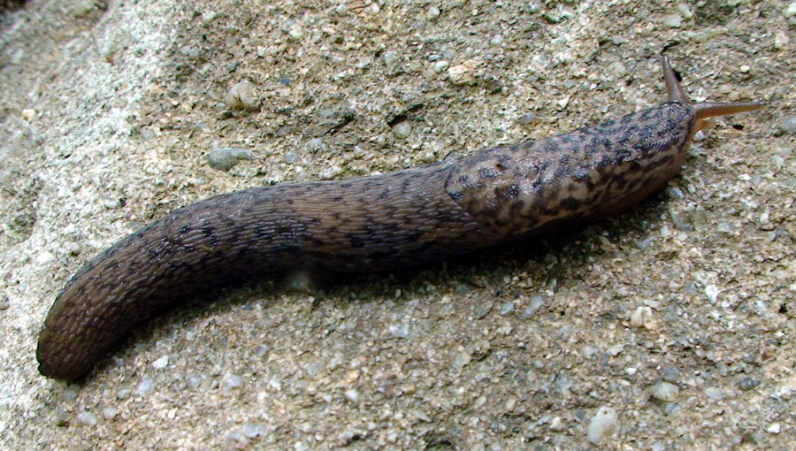 Limax dal Cilento (SA) M. Gelbison 1700 m